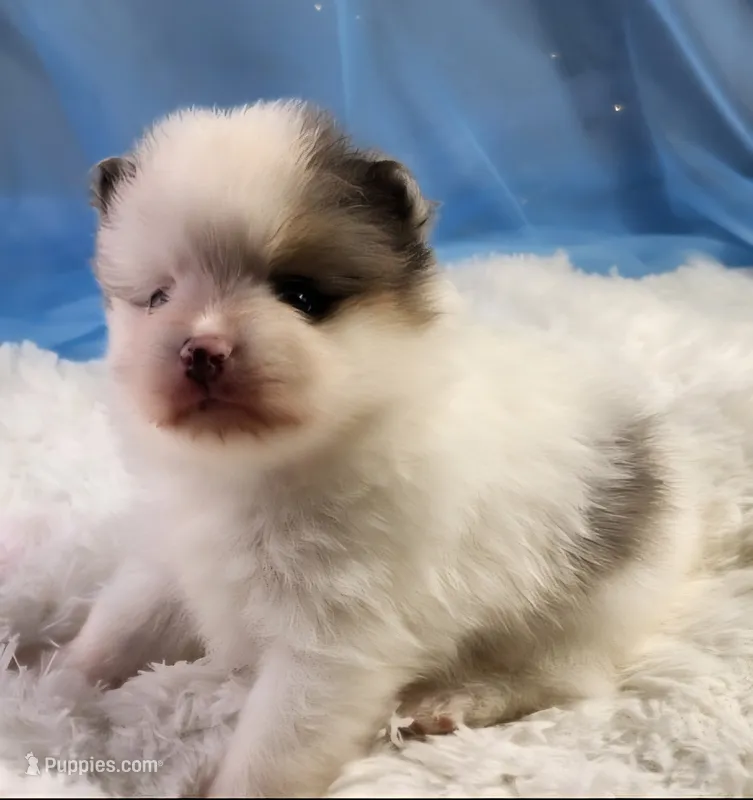 Max  – Pomeranian puppy for sale in Sioux Falls, SD
