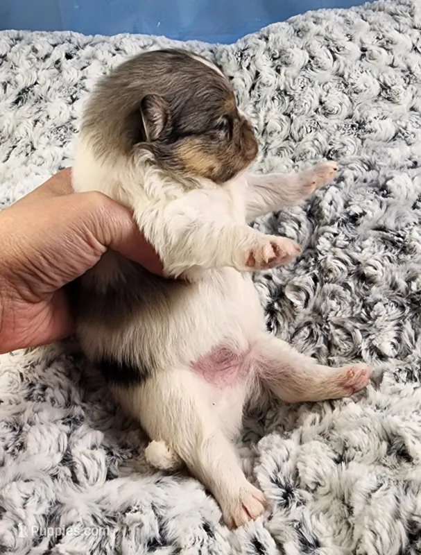 Milo – Pomeranian puppy for sale in Sioux Falls, SD