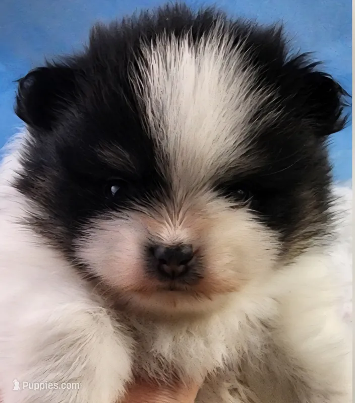 Rocky – Pomeranian puppy for sale in Sioux Falls, SD