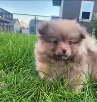 Frank, a male Pomeranian for sale in Sioux Falls, SD – 1 of 4
