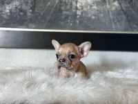 Princess, a female French Bulldog for sale in Fresno, CA – Photo 1 of 3