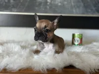 Sweety Pie, a female French Bulldog for sale in Fresno, CA – Photo 1 of 3