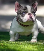 Sweety Pie, a female French Bulldog for sale in Fresno, CA – Photo 3 of 3