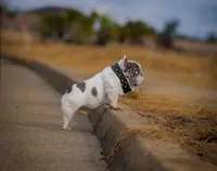 Spots, a female French Bulldog for sale in Fresno, CA – Photo 2 of 3