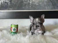 Alice, a female French Bulldog for sale in Fresno, CA – Photo 1 of 3