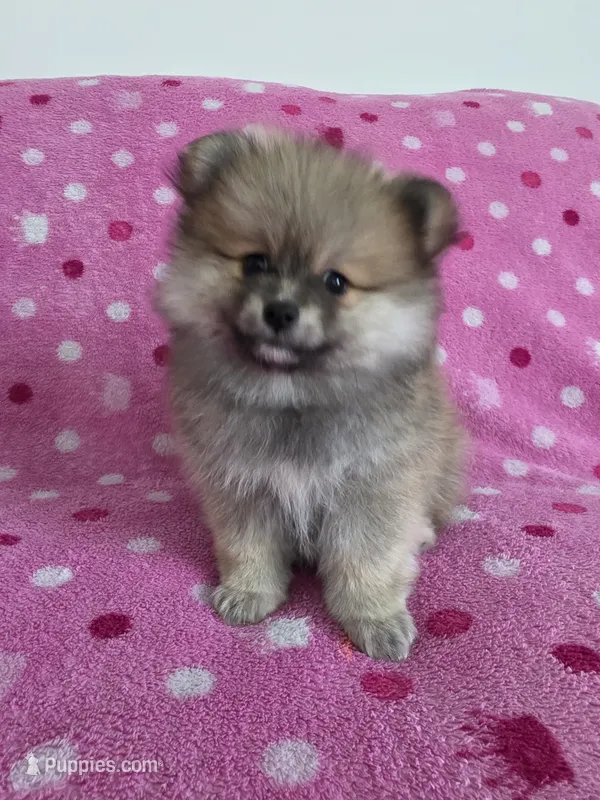 Winnie  – Pomeranian puppy for sale in Port Charlotte, FL