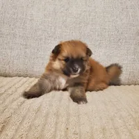 Tom, a male Pomeranian for sale in Port Charlotte, FL – 2 of 2