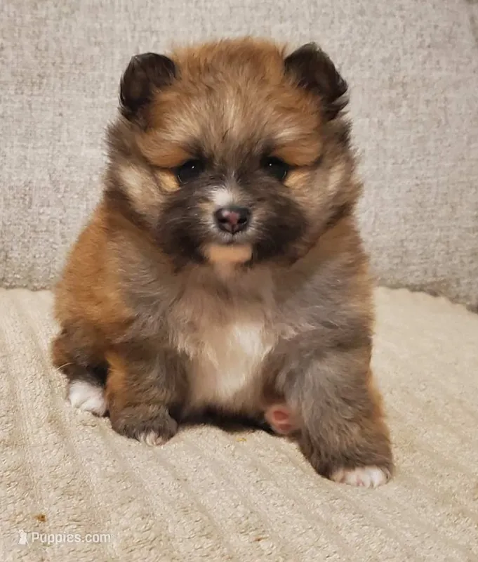 Bella – Pomeranian puppy for sale in Port Charlotte, FL