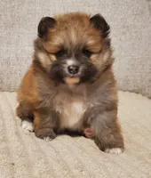 Bella, a female Pomeranian for sale in Port Charlotte, FL – 1 of 2
