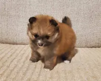 Bella, a female Pomeranian for sale in Port Charlotte, FL – 2 of 2