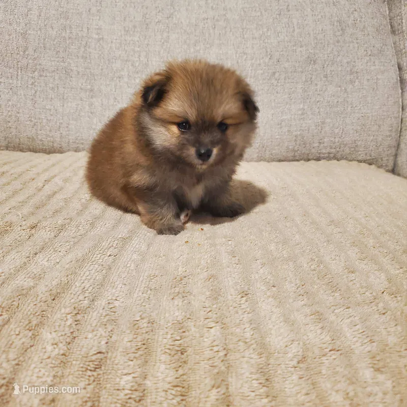 Winnie  – Pomeranian puppy for sale in Port Charlotte, FL