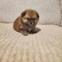Winnie , a male Pomeranian for sale in Port Charlotte, FL – 1 of 1