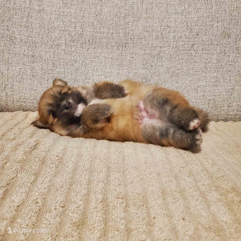 Tom – Pomeranian puppy for sale in Port Charlotte, FL