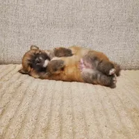 Tom, a male Pomeranian for sale in Port Charlotte, FL – 1 of 2