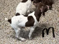 Male white and liver, a male German Shorthaired Pointer for sale in Richmond, VA – 2 of 3