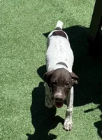 Female, a female German Shorthaired Pointer for sale in Richmond, VA – 3 of 4