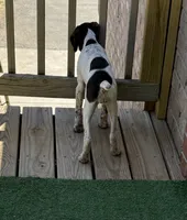 Female, a female German Shorthaired Pointer for sale in Richmond, VA – 2 of 4