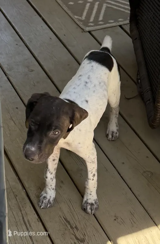 Female – German Shorthaired Pointer puppy for sale in Richmond, VA
