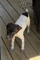 Female, a female German Shorthaired Pointer for sale in Richmond, VA – 1 of 4