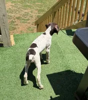 Female, a female German Shorthaired Pointer for sale in Richmond, VA – 4 of 4