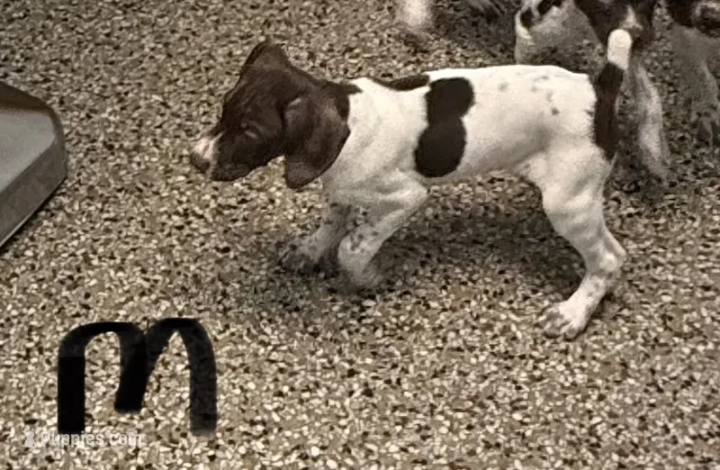 male white and liver – German Shorthaired Pointer puppy for sale in Richmond, VA