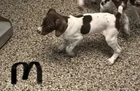 male white and liver, a male German Shorthaired Pointer for sale in Richmond, VA – 1 of 3