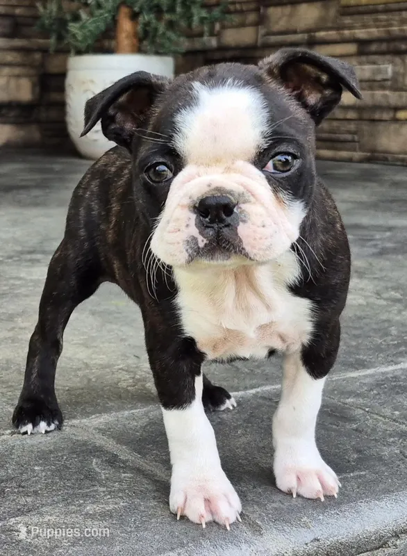 Dolly – Boston Terrier puppy for sale in Montgomery, IN