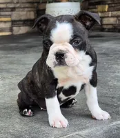 Dolly, a female Boston Terrier for sale in Montgomery, IN – Photo 2 of 5