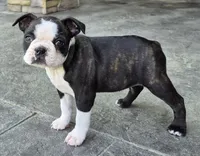 Dolly, a female Boston Terrier for sale in Montgomery, IN – Photo 3 of 5