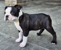 Dolly, a female Boston Terrier for sale in Montgomery, IN – Photo 5 of 5