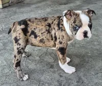 Ali, a female Boston Terrier for sale in Montgomery, IN – Photo 4 of 6