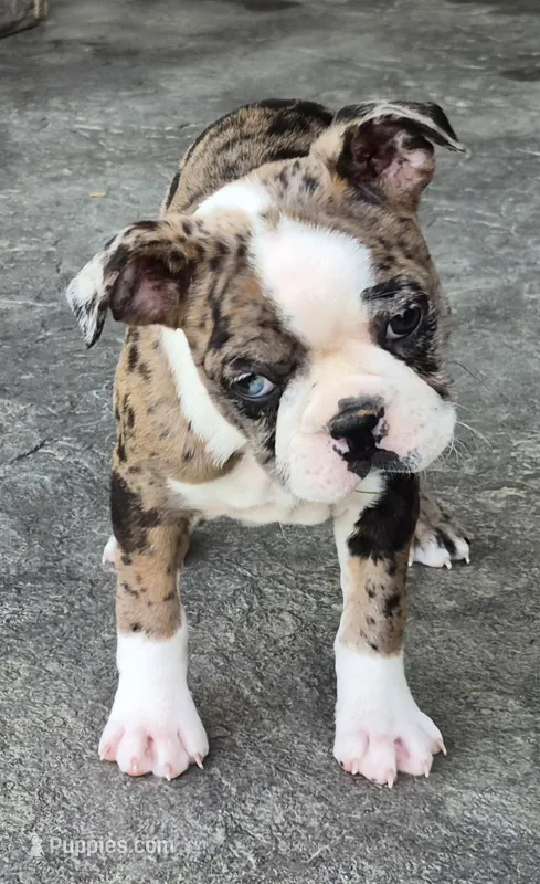 Ali – Boston Terrier puppy for sale in Montgomery, IN