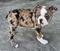 Ali, a female Boston Terrier for sale in Montgomery, IN – Photo 5 of 6