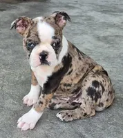 Ali, a female Boston Terrier for sale in Montgomery, IN – Photo 2 of 6