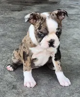 Ali, a female Boston Terrier for sale in Montgomery, IN – Photo 3 of 6