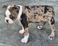 Ali, a female Boston Terrier for sale in Montgomery, IN – Photo 6 of 6