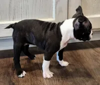 processed/f28019d1-351d-44f4-920d-d66df7e1acad/listing/7af01e20-59fb-4284-9d1e-d61d2494cf14/a3a2af14-3edf-43cf-839e-aefc4f2ee871