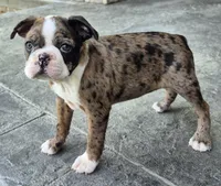 Bernie, a male Boston Terrier for sale in Montgomery, IN – Photo 3 of 4