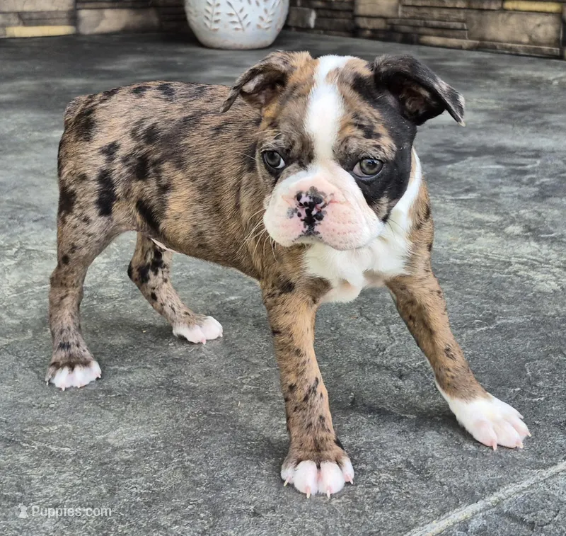 Bernie – Boston Terrier puppy for sale in Montgomery, IN