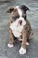 Bernie, a male Boston Terrier for sale in Montgomery, IN – Photo 1 of 4