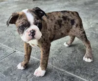 Bernie, a male Boston Terrier for sale in Montgomery, IN – Photo 4 of 4