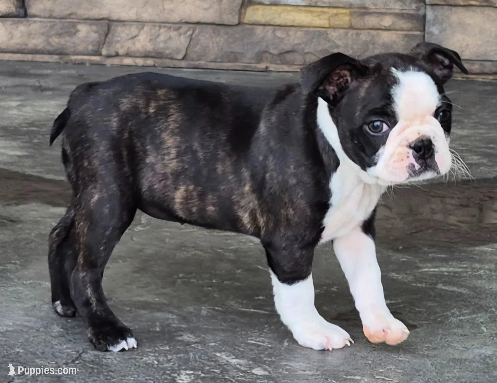 Dolly, a female Boston Terrier for sale in Montgomery, IN – Photo 1 of 5