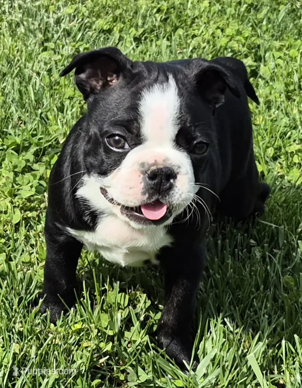 Blackie – Boston Terrier puppy for sale in Montgomery, IN