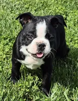 Blackie, a male Boston Terrier for sale in Montgomery, IN – Photo 1 of 6