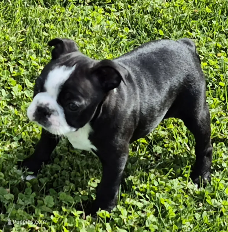 Blackie – Boston Terrier puppy for sale in Montgomery, IN