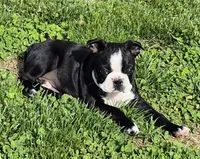 Blackie, a male Boston Terrier for sale in Montgomery, IN – Photo 3 of 6