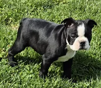 Blackie, a male Boston Terrier for sale in Montgomery, IN – Photo 5 of 6