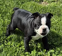 Blackie, a male Boston Terrier for sale in Montgomery, IN – Photo 6 of 6
