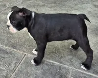 Blackie, a male Boston Terrier for sale in Montgomery, IN – Photo 2 of 6