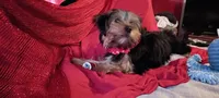 Molly, a female Yorkshire Terrier for sale in Winnsboro, TX – 2 of 4